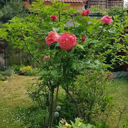 Areal Zamma * Rožňava