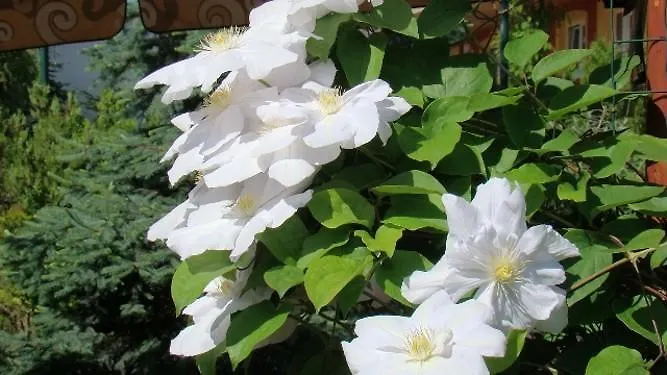 Pensjonat Areal Zamma